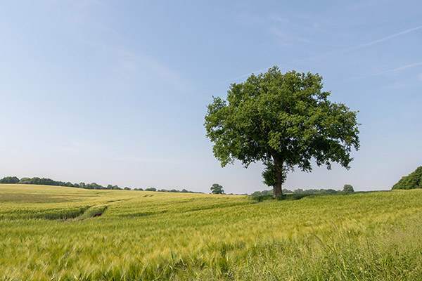 Vente terrain + maison BEDARRIDES Vaucluse