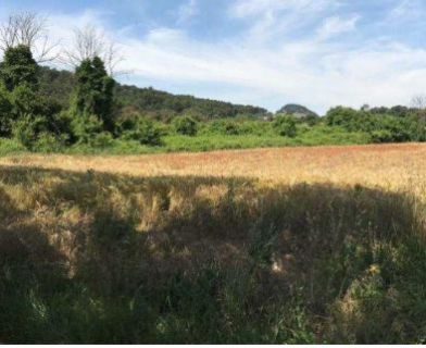 Vente terrain GARDANNE Bouches-du-Rhône