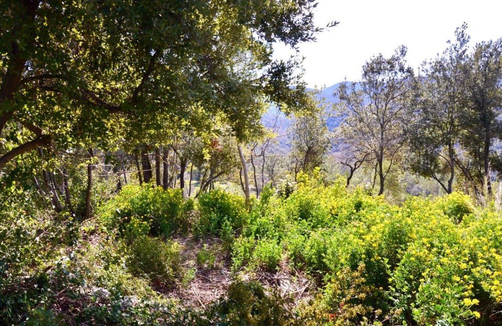 Vente terrain LE TIGNET Alpes-Maritimes