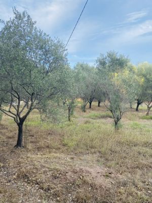 Vente terrain PUGET-SUR-ARGENS Var