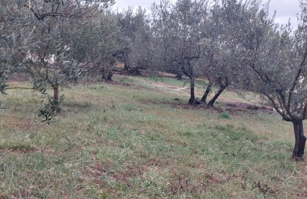 Vente terrain MANOSQUE Alpes-de-Haute-Provence