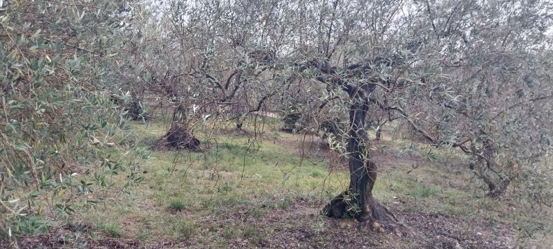 Vente terrain MANOSQUE Alpes-de-Haute-Provence