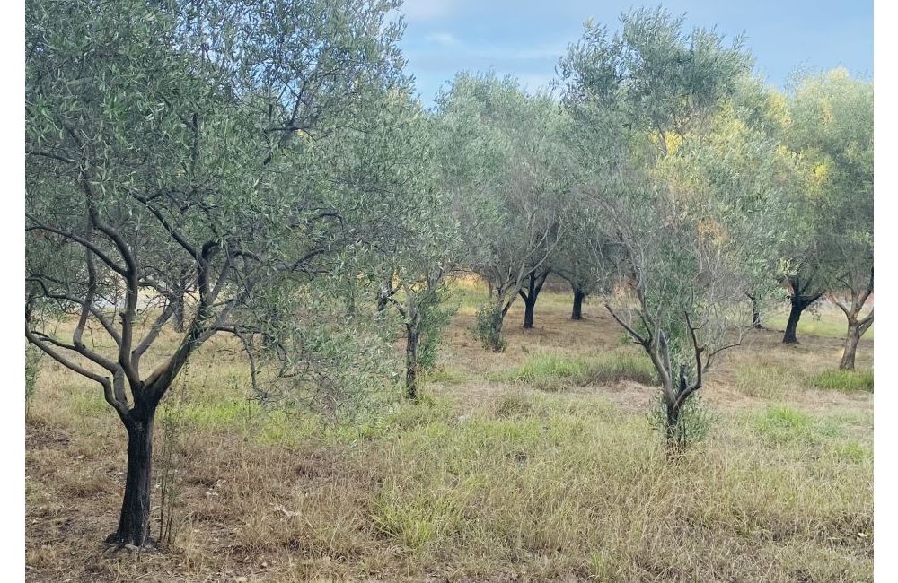 Vente terrain PUGET-SUR-ARGENS Var