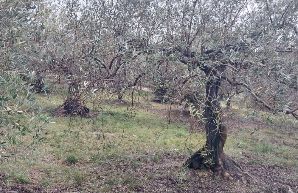 Vente terrain + maison MANOSQUE Alpes-de-Haute-Provence