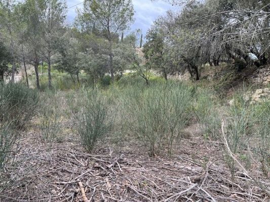 Vente terrain LA BASTIDONNE Vaucluse
