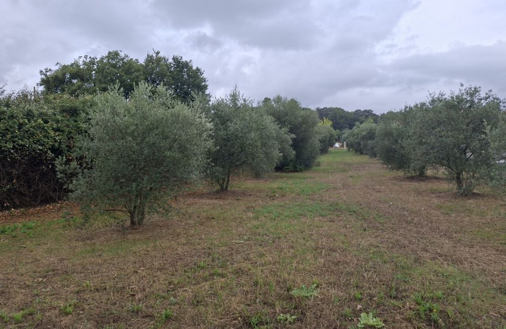 Vente terrain LA MOTTE-D'AIGUES Vaucluse